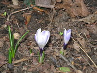 Crocus vernus subsp. albiflorus in een "collector's" tuin