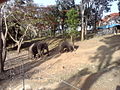 a view from dubare elephant camp, kudaku