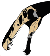 Skull bones from Irritator and Angaturama plotted onto a silhouette of the head, by paleontologist Jaime A. Headden