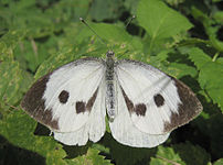 Stor kålsommerfugl - Pieris brassicae