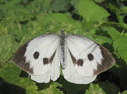 Kopūstinis baltukas (Pieris brassicae)