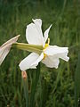 Inflorescence with fasciation