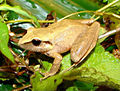 Pristimantis achatinus