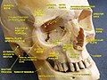 Zygomatic process of frontal bone