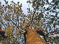 A tree at a sunset in Tollesby