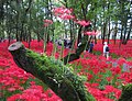 2010年9月25日 (土) 08:52時点における版のサムネイル