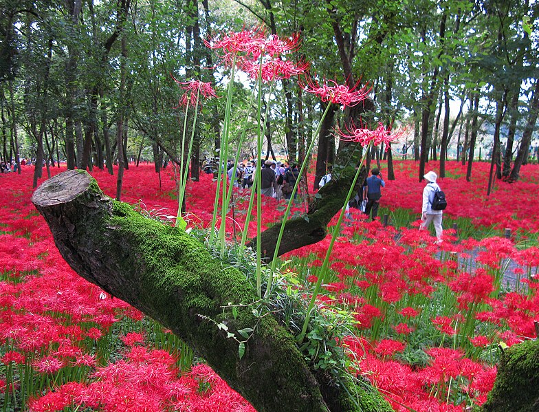 ファイル:Hidaka Kinchakuda Spider Lily 2.JPG