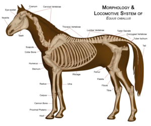 Horse anatomy