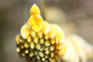 fotografia, materiale, libero il panorama, dipinga, fotografia di scorta,Il fiore del mitsumata, Giallo, , I giapponesi tappezzano, 