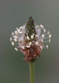 fotografia, material, livra, ajardine, imagine, proveja fotografia,Flor pequena ilusria, Ezo-nyu, bonito, , grama selvagem