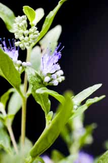 Foto, materiell, befreit, Landschaft, Bild, hat Foto auf Lager,Ein blulicher violetter Blmchen, Bluliches Violett, Knospe, Hauptpunktmeile, Bltenblatt