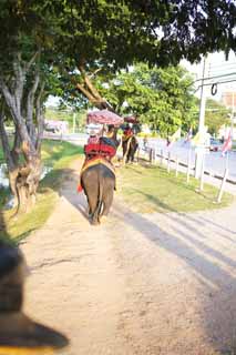 Foto, materiell, befreit, Landschaft, Bild, hat Foto auf Lager,Elefant-Fahrgast eines Meeresstachelflosser, Ein Elefant, , , Sonnenschirm