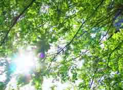 Foto, materiell, befreit, Landschaft, Bild, hat Foto auf Lager,Drfen Sie Sonnenlicht durch Bltter, die Erlaubnis, Zweig, Sonnenlicht, 