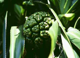 Foto, materiell, befreit, Landschaft, Bild, hat Foto auf Lager,Frucht von Okinawa, grn, Frucht, , 