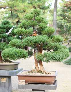 Foto, materiell, befreit, Landschaft, Bild, hat Foto auf Lager,Ein koreanischer Bonsai, Bonsai, Gartenpflanze, Gartenarbeit, Art