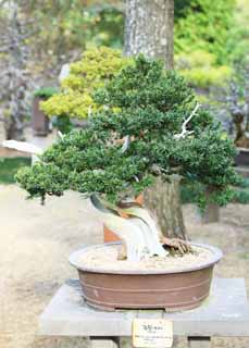 Foto, materiell, befreit, Landschaft, Bild, hat Foto auf Lager,Ein koreanischer Bonsai, Bonsai, Gartenpflanze, Gartenarbeit, Art