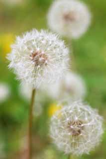 foto,tela,gratis,paisaje,fotografa,idea,El algodn del diente de len, Diente de len, , In de Delaware de Dan, Diente de len de snakeroot de coltsfoot