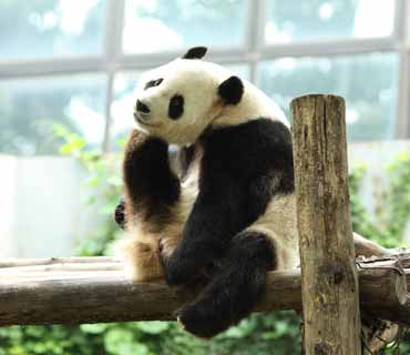 fotografia, materiale, libero il panorama, dipinga, fotografia di scorta,Panda gigante, panda, , Io sono bello, gesto