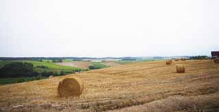 Foto, materiell, befreit, Landschaft, Bild, hat Foto auf Lager,Eine lndliche Landschaft von Biei, Feld, Grasrolle, Das Land, lndliche Landschaft