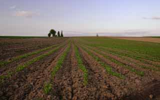 Foto, materiell, befreit, Landschaft, Bild, hat Foto auf Lager,Das Fhren von Graten, Feld, Wolke, blauer Himmel, Abenddmmerung