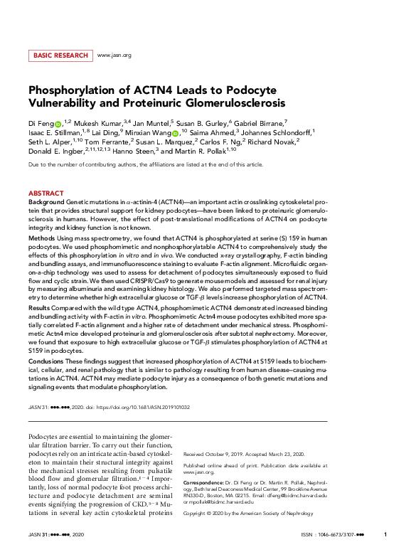 First page of “Phosphorylation of ACTN4 Leads to Podocyte Vulnerability and Proteinuric Glomerulosclerosis”