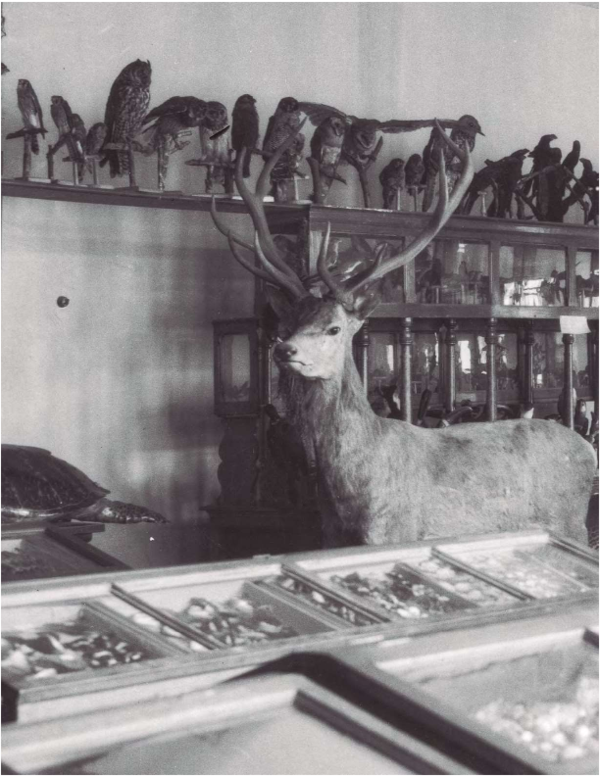 First page of “Gerardo Arrubla, el Museo Nacional y las antigüedades indígenas”