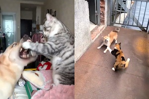 【動画】猫vs犬。1000万impを集めたイヌを虐めるネコ（ノ∇`）