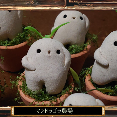 マンドラゴラの鉢植え