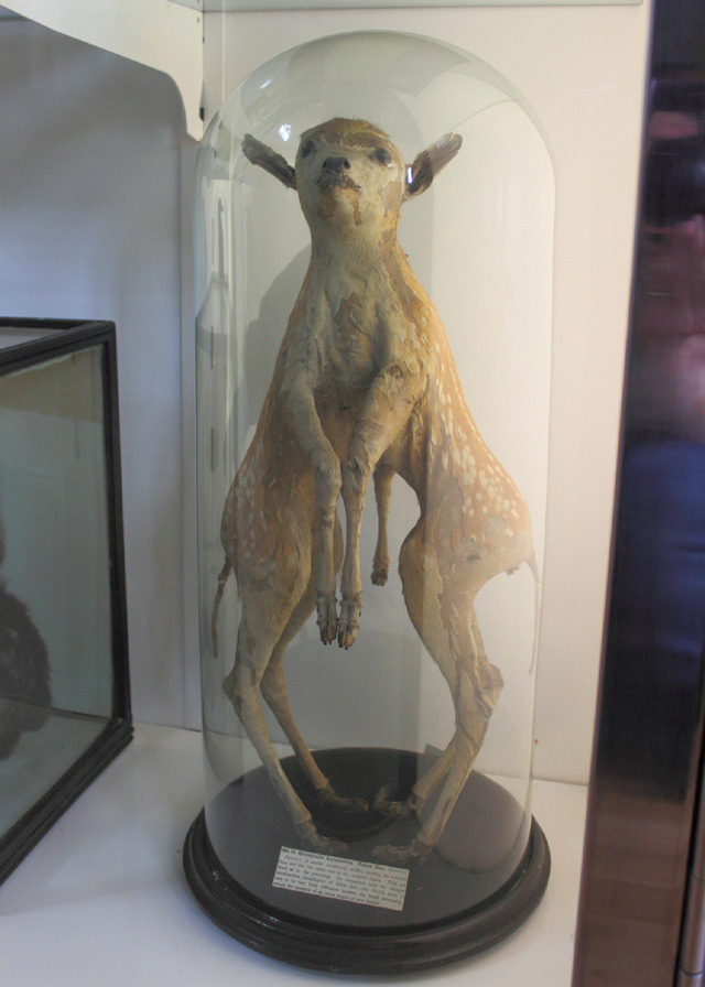 deeaadd:
“ Deformed Deer C HMG02 (by Rare Rupert)
Syncephalus Asymmetrus Fallow Deer, this has 2 bodies.
”