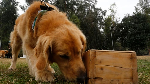 Bio Detection K9  dog