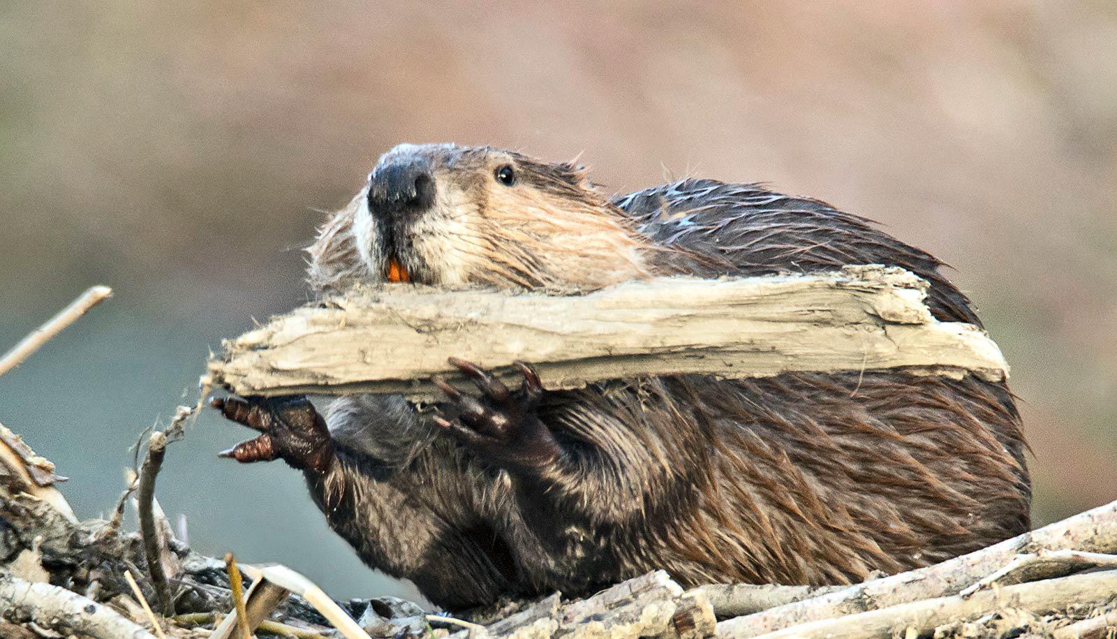 A beaver gnaws on a log its holding in its hands while standing on top of a dam.