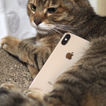 iPhone XSのポートレートモードは猫だってキレイに！