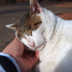 公園猫「チロ」との思い出写真