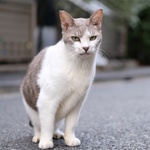 路地での写真がいい感じ　古い住宅街で猫に会う