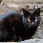 春の神社で招き猫と狐とツキノワグマ……的な猫