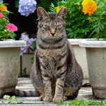 金網の向こうはMFで狙う！　梅雨の雰囲気と新宿の猫