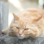 カラッとした海辺と、ジトっとした森の神社猫たち