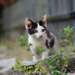 可愛すぎてズルい!?　夏と冬に撮った子猫写真