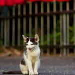 しっとり感がいい！　ニコン「D600」で撮る夏の神社仏閣猫