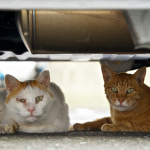 夏の風物詩!?　車の下で猛暑をしのぐ猫たち