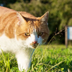 秋空の下でじゃれ合う多摩の猫たち