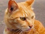 都会のど真ん中の公園にも猫はいる！　「OM-D」で猫探し