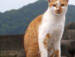 熱海猫撮り紀行その2――這いつくばるなら自転車服！