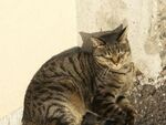 「夕やけだんだん」に集まる谷中の猫（後編）