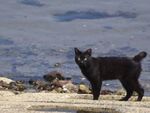 真夏の海辺の町でくつろぐ猫たち