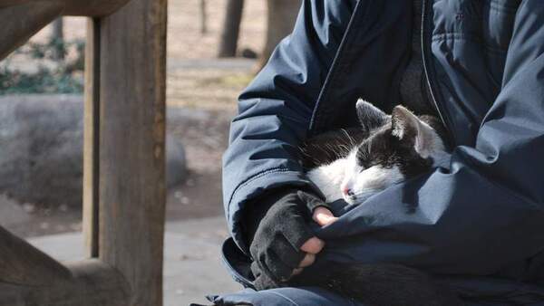 膝の上で幸せそうにぬくぬくしてる膝猫。ここまで人の膝でリラックスできたら幸せに違いない（2008年3月撮影 ニコン「D60」）