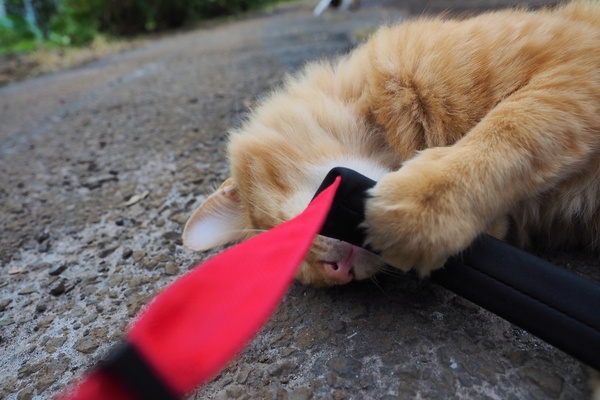 私のストラップを見つけてがしがしと噛んでます。人も車もあまり通らない狭い道なので猫たちも遊び放題（2013年10月 オリンパス OM-D E-M1）