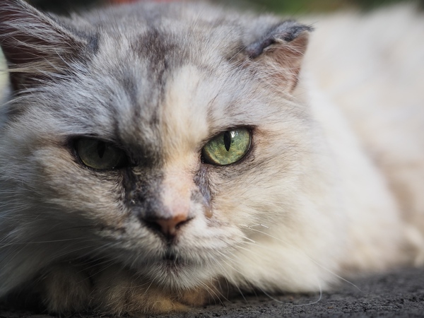 東京都渋谷区にて。ひとなつこい人に慣れた猫なので近寄らしてくれた。ちゃんとカメラ目線してくれるのがよい（2014年8月 オリンパス OM-D E-M1）