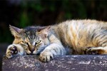 猛暑の中、熱中症に気をつけながら毎夏恒例の“にゃつバテ猫”を撮ってきた