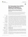 Research paper thumbnail of The Transcription Factor NFATc1 Supports the Rejection of Heterotopic Heart Allografts